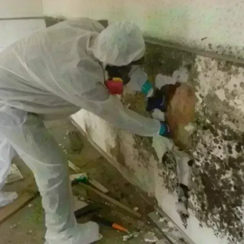 Mold Remediation and Removal in Rock County, MN